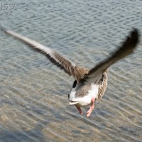 Greylag Goose